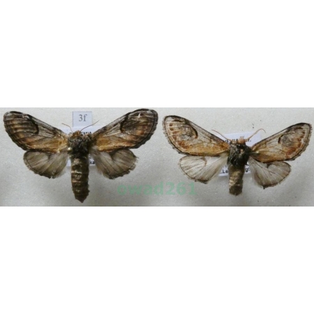 Notodonta ziczac (Linnaeus, 1758) pair Garbatka zygzakówka Czech3f